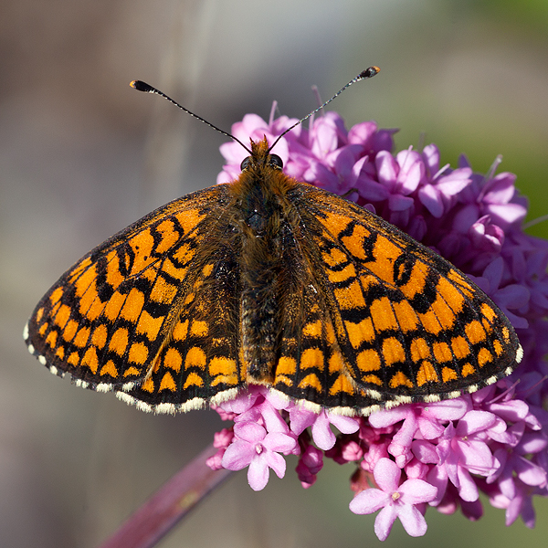 Melitaea deione