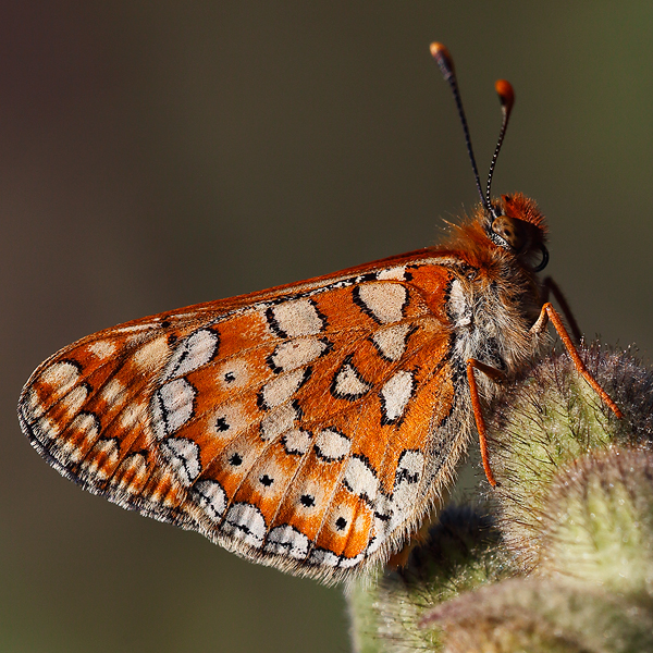 Euphydryas beckeri