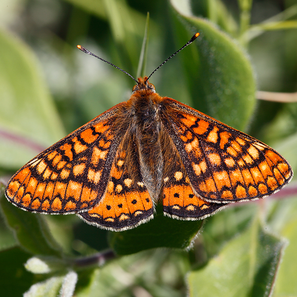 Euphydryas beckeri