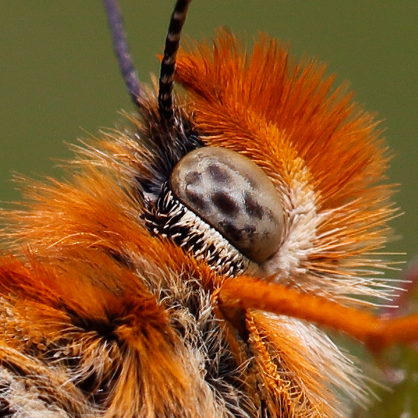 Euphydryas beckeri