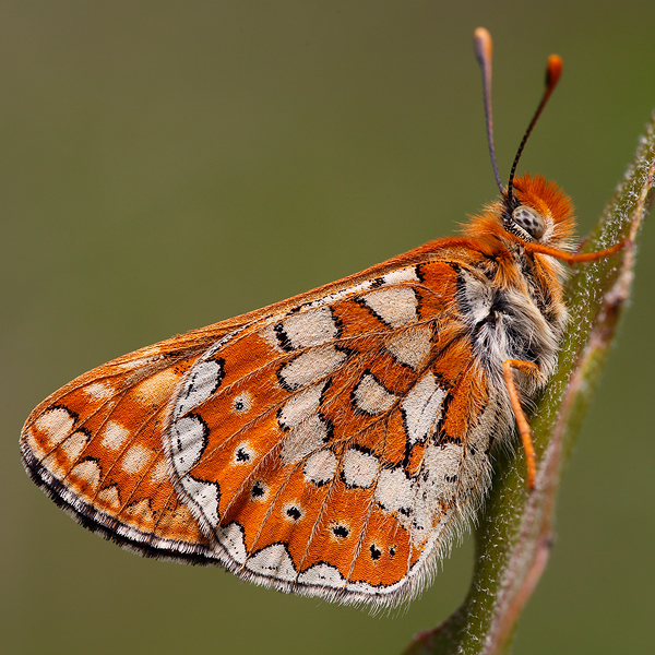 Euphydryas beckeri