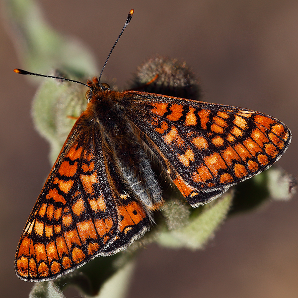 Euphydryas beckeri