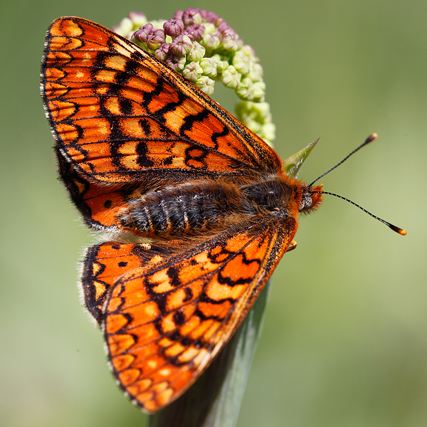 Euphydryas beckeri