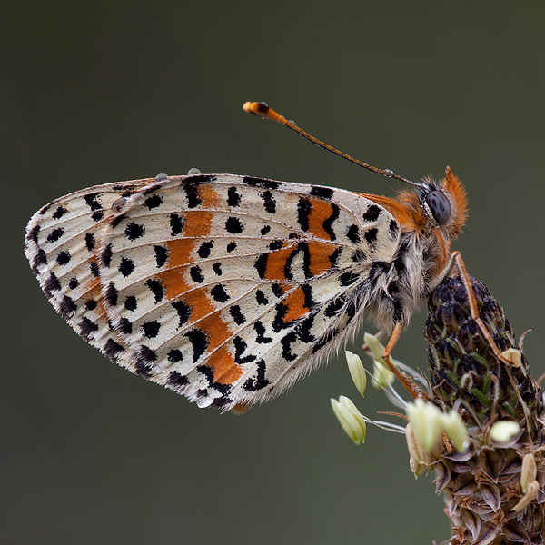 Melitaea didyma