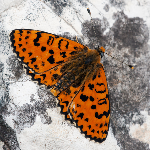 Melitaea didyma