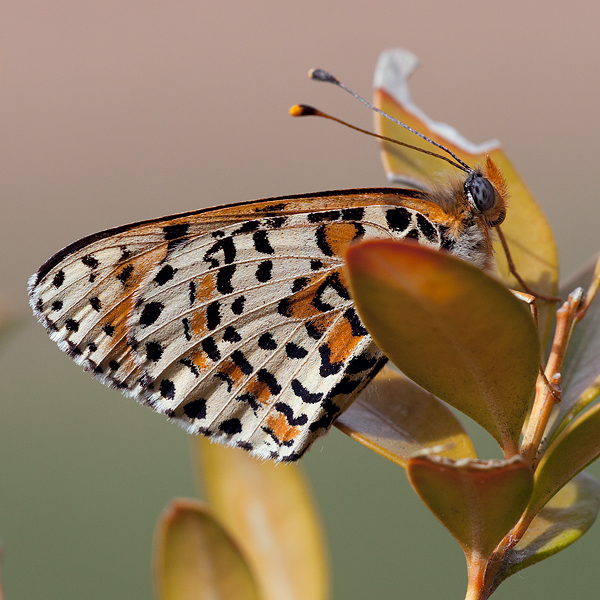 Melitaea didyma