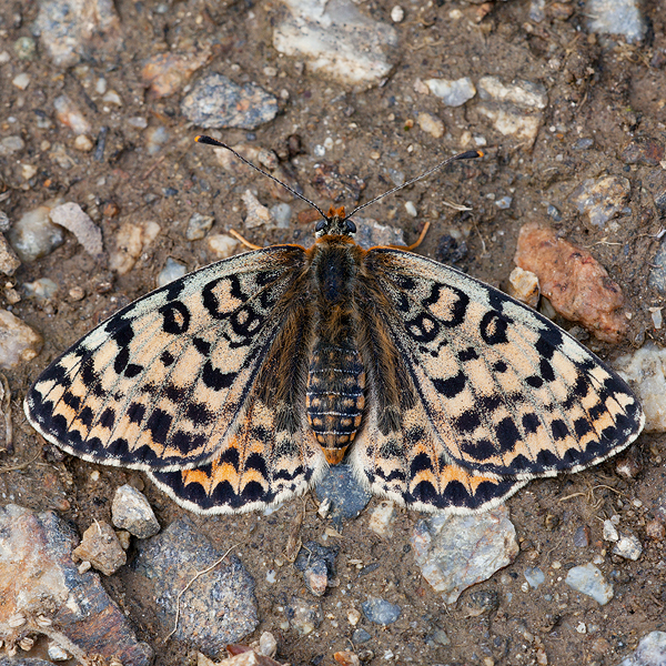 Melitaea didyma