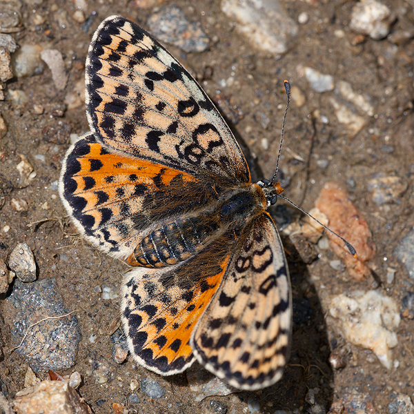 Melitaea didyma