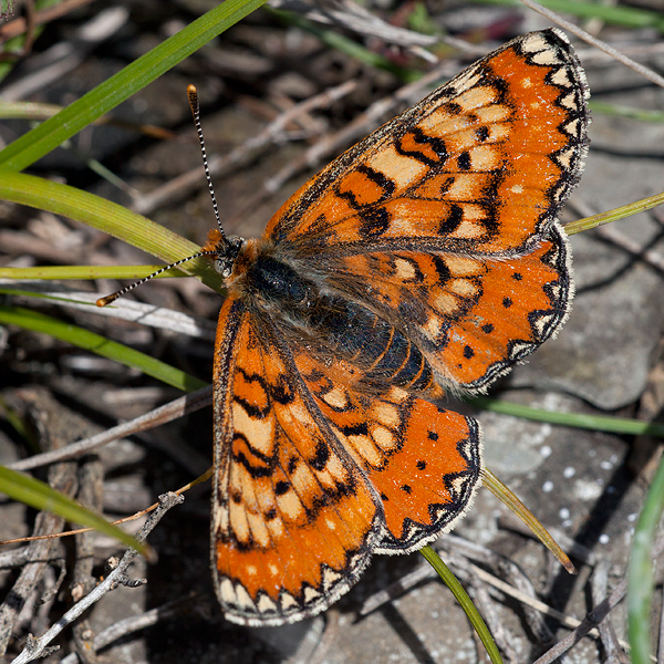 Euphydryas desfontainii