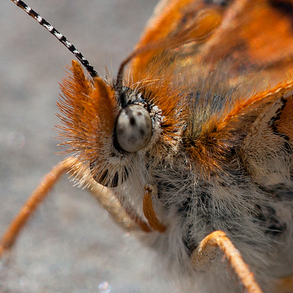 Euphydryas desfontainii