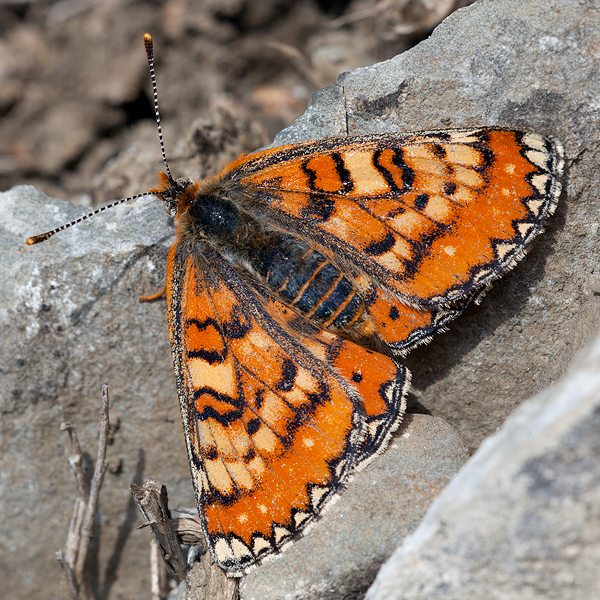 Euphydryas desfontainii