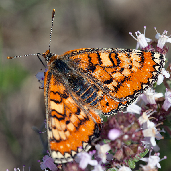 Euphydryas desfontainii