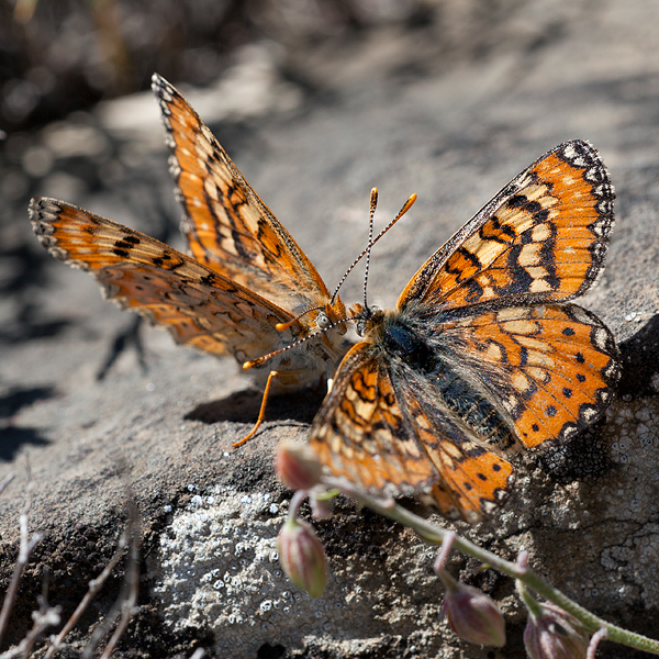 Euphydryas desfontainii