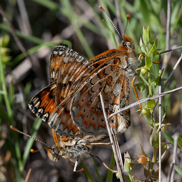 Euphydryas desfontainii