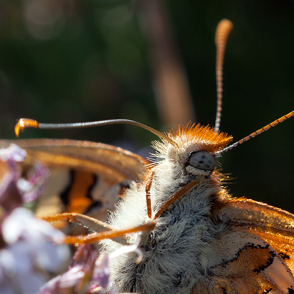 Euphydryas desfontainii