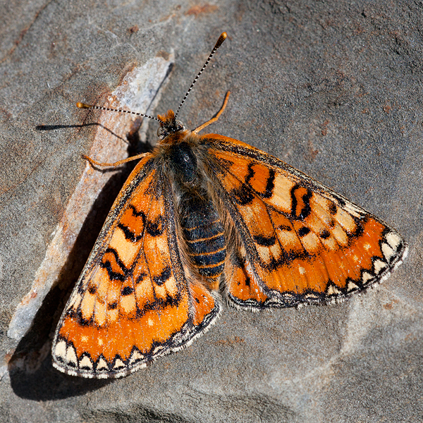 Euphydryas desfontainii