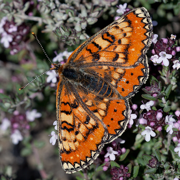 Euphydryas desfontainii