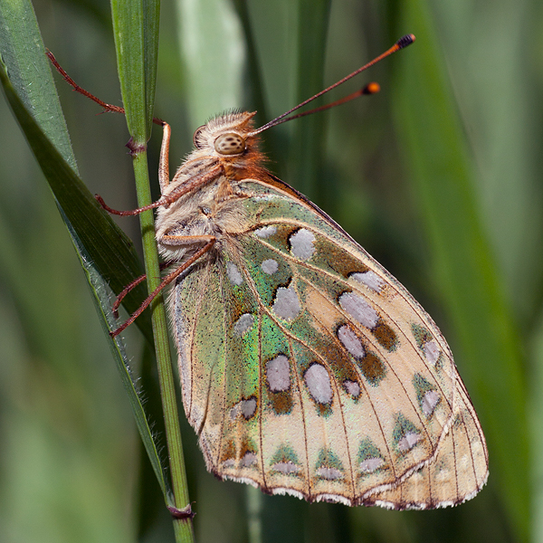 Argynnis aglaja