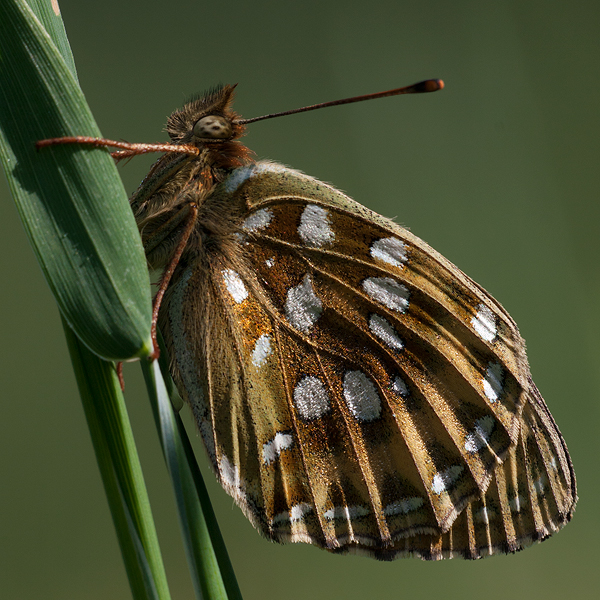 Argynnis aglaja