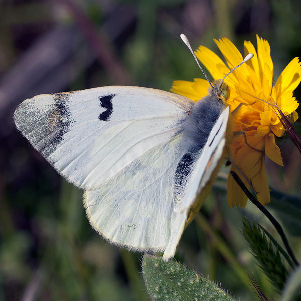 Zegris eupheme