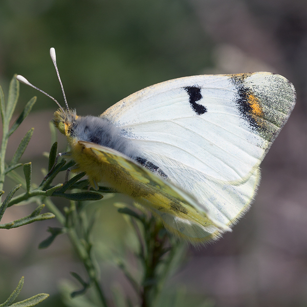 Zegris eupheme