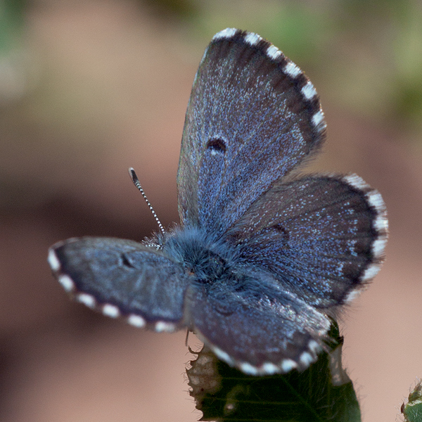 Pseudophilotes abencerragus