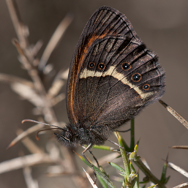 Pyronia bathseba