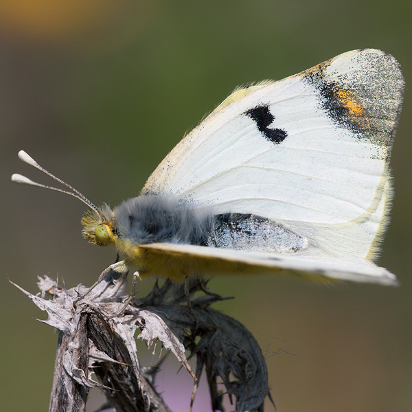 Zegris eupheme