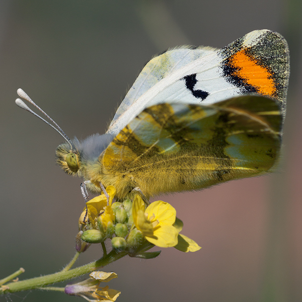 Zegris eupheme