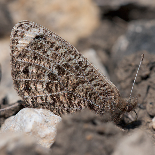 Erebia epistygne