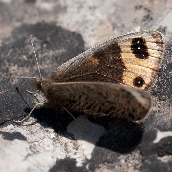 Erebia epistygne