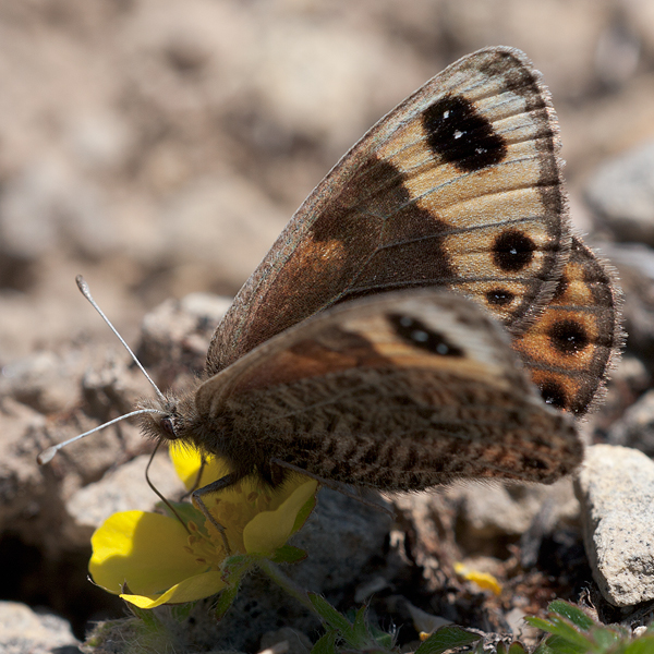 Erebia epistygne