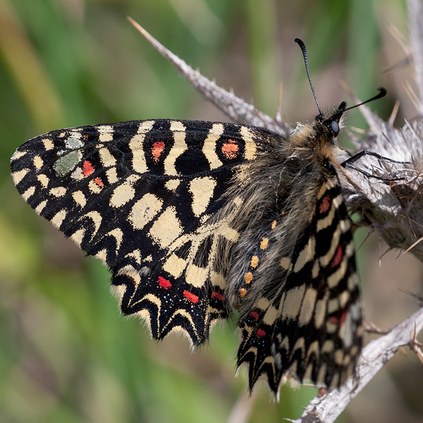 Zerynthia rumina