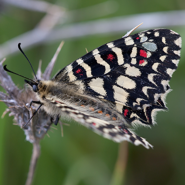 Zerynthia rumina