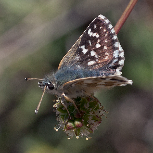 Spialia orbifer