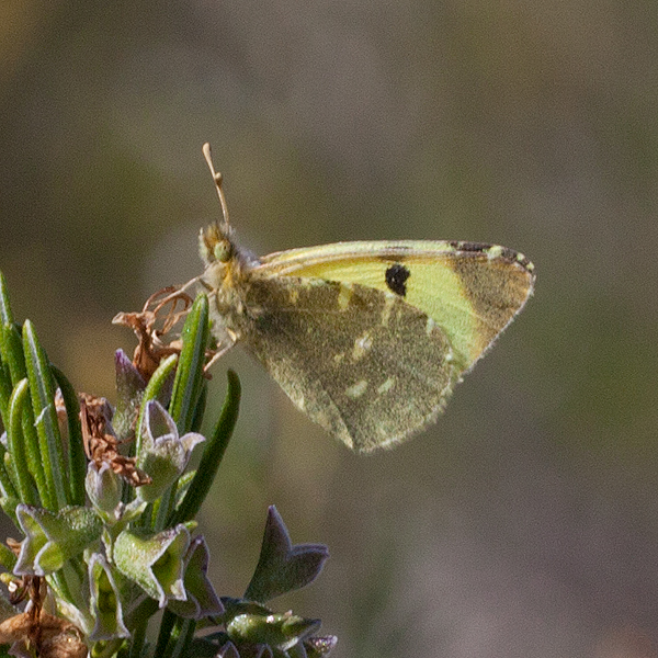 Euchloe bazae