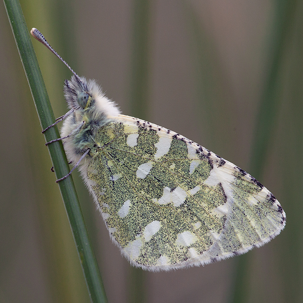 Euchloe tagis