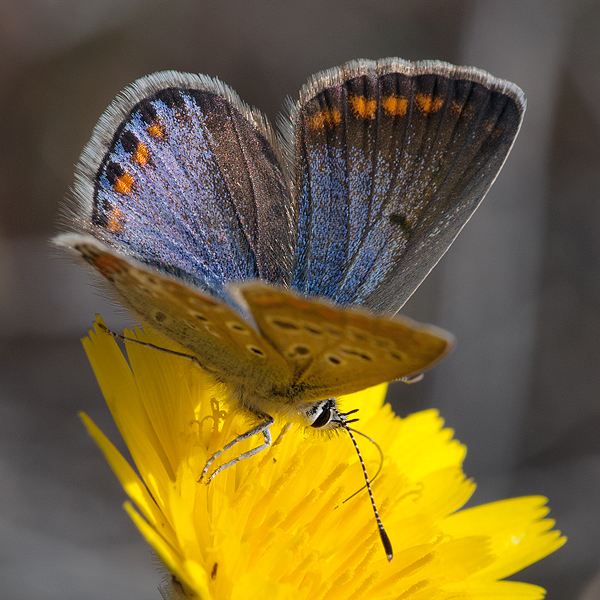 Polyommatus icarus