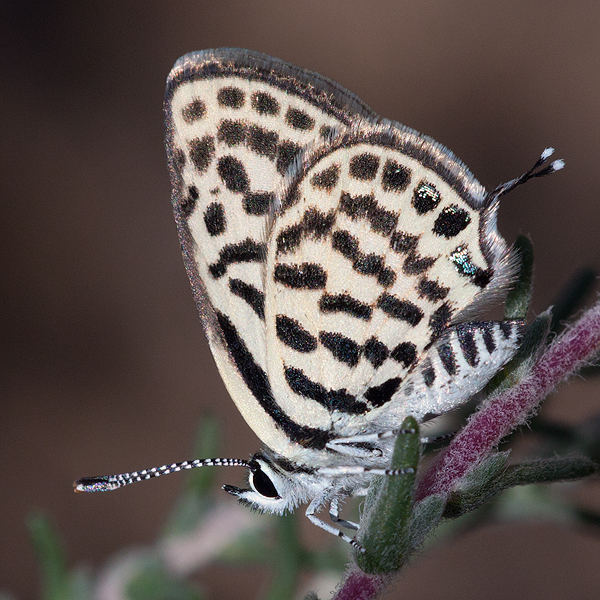 Tarucus theophrastus