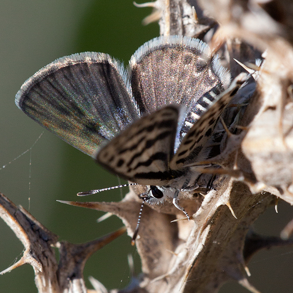 Tarucus theophrastus