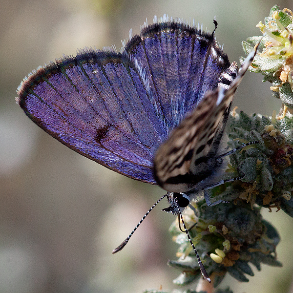 Tarucus theophrastus