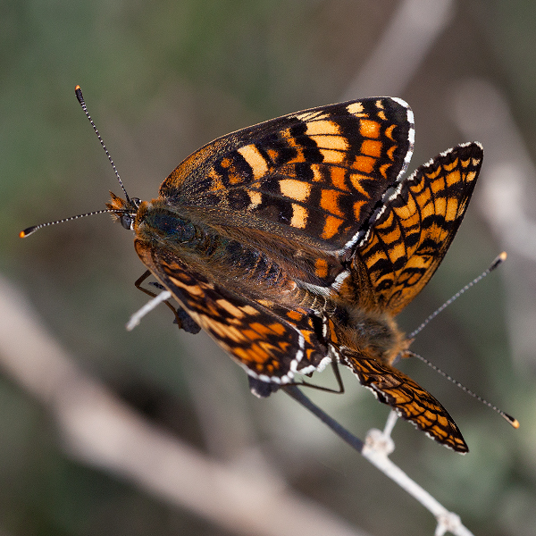 Melitaea phoebe