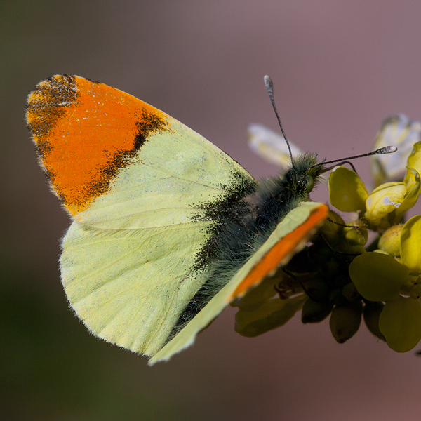 Anthocharis euphenoides