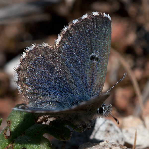 Pseudophilotes abencerragus