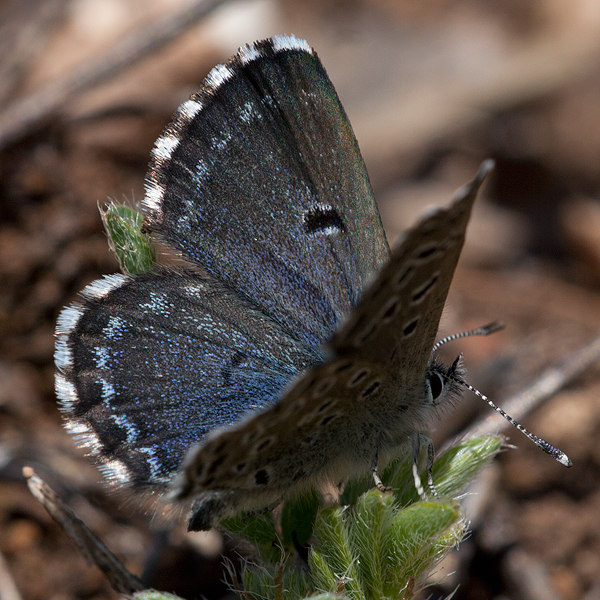 Pseudophilotes abencerragus