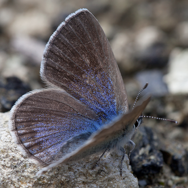 Glaucopsyche melanops