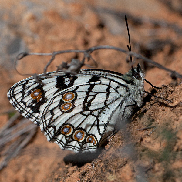 Melanargia ines