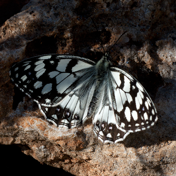 Melanargia ines