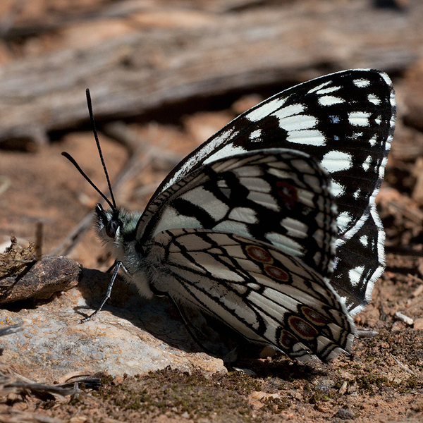 Melanargia ines