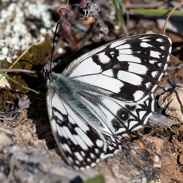 Melanargia occitanica